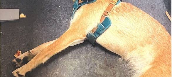 Kölner Polizei rettet Hund "Kosi"