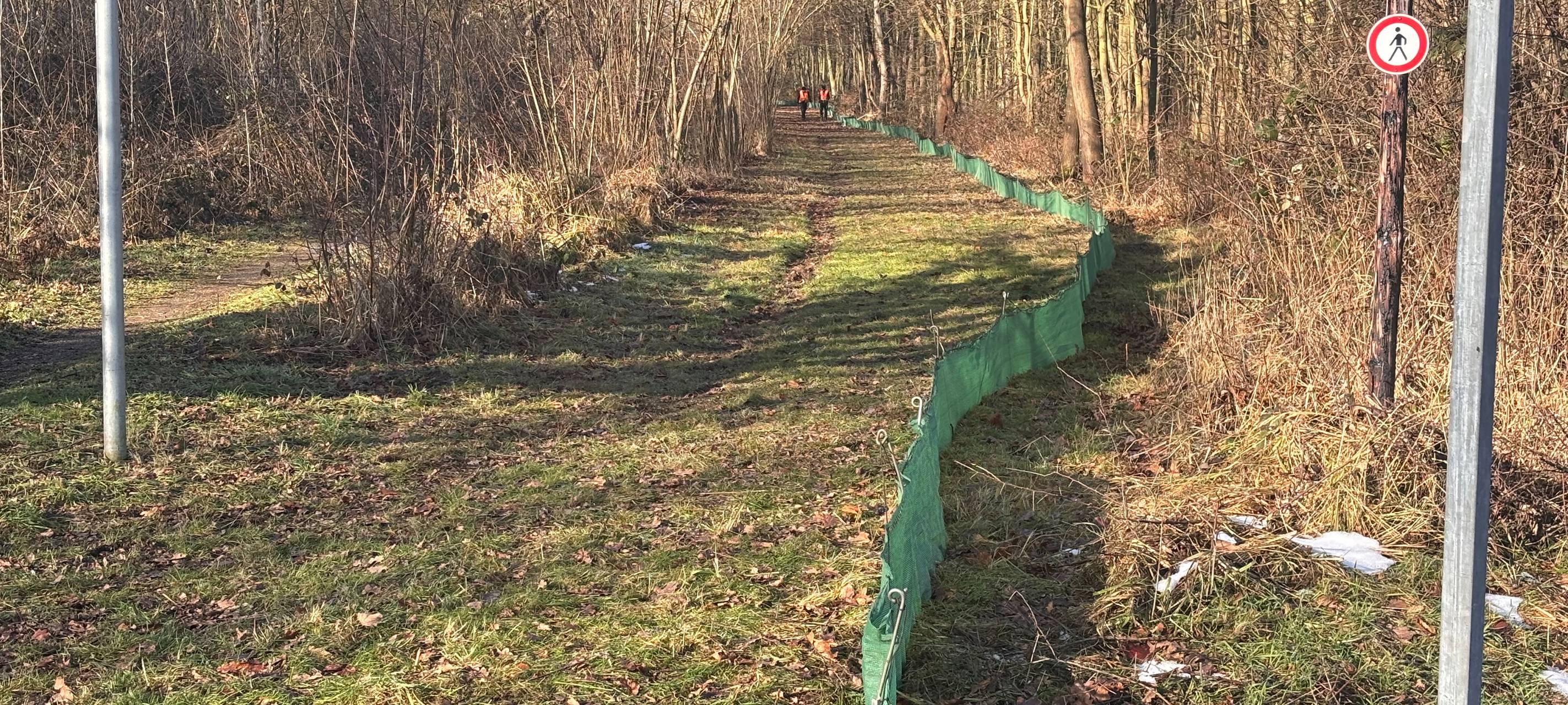 Amphibienwanderung: Schutzzäune werden aufgebaut