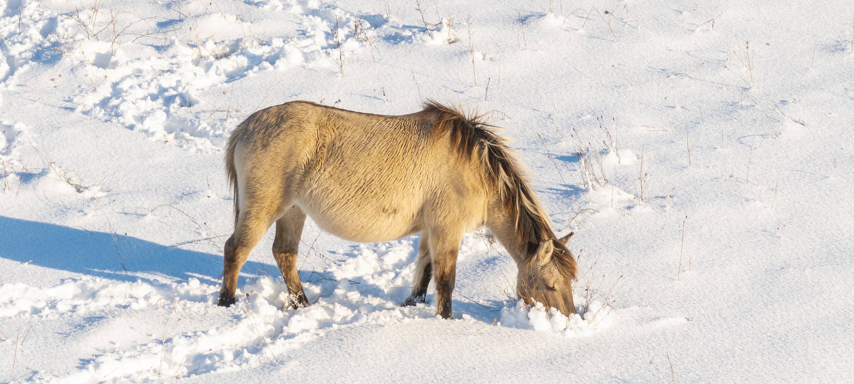 Elsdorf: Wildpferde auf der Sophienhöhe fühlen sich wohl