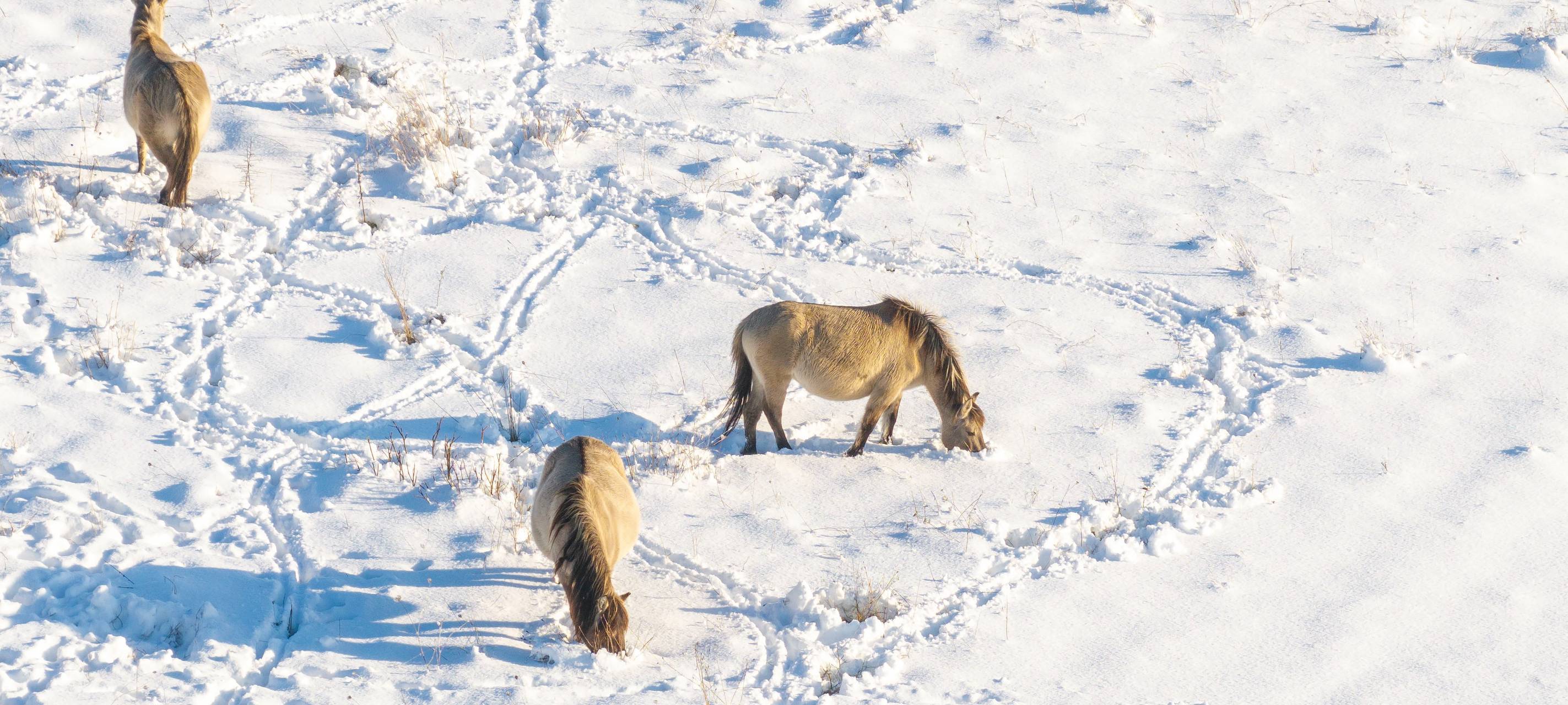 Elsdorf: Wildpferde auf der Sophienhöhe fühlen sich wohl