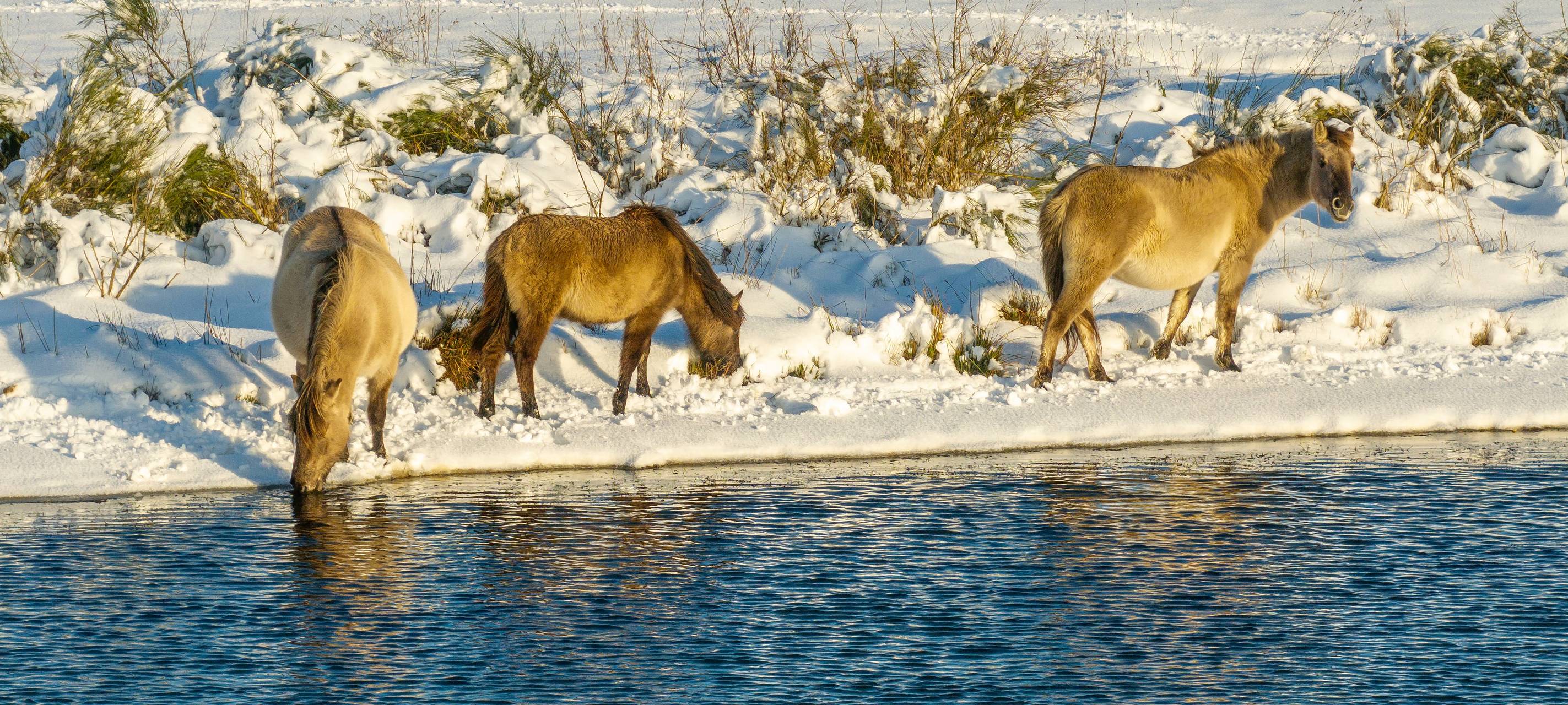 Elsdorf: Wildpferde auf der Sophienhöhe fühlen sich wohl