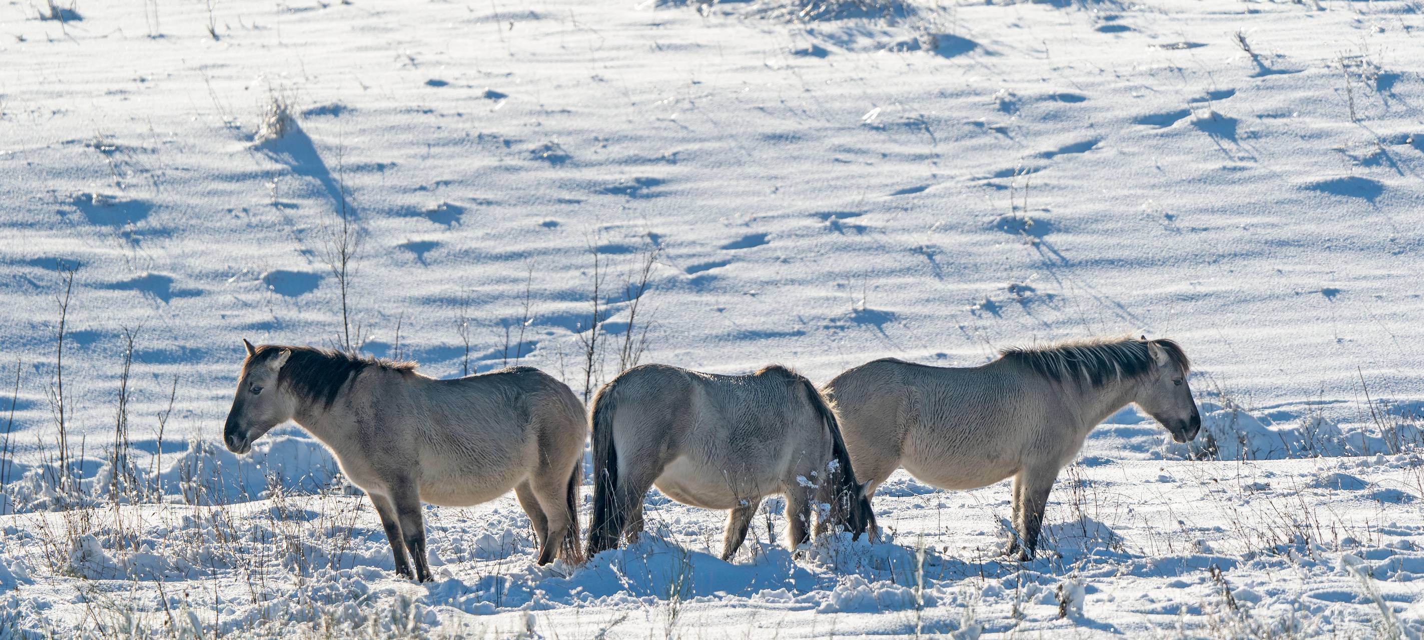 Elsdorf: Wildpferde auf der Sophienhöhe fühlen sich wohl