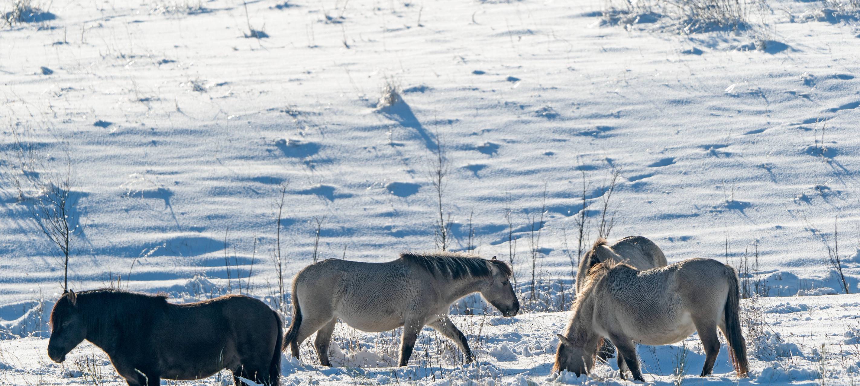 Elsdorf: Wildpferde auf der Sophienhöhe fühlen sich wohl