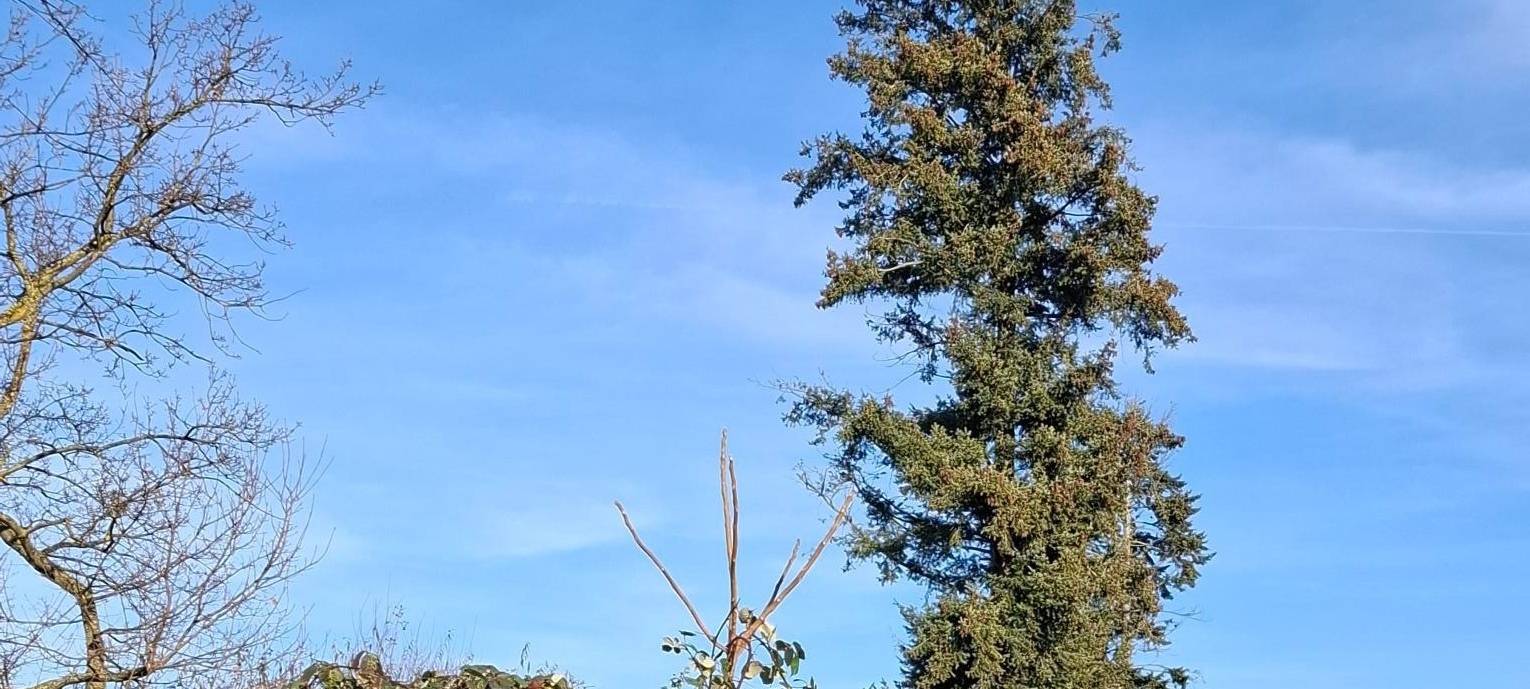 Bürgerpark in Brühl-Ost: Vorbereitungen starten jetzt