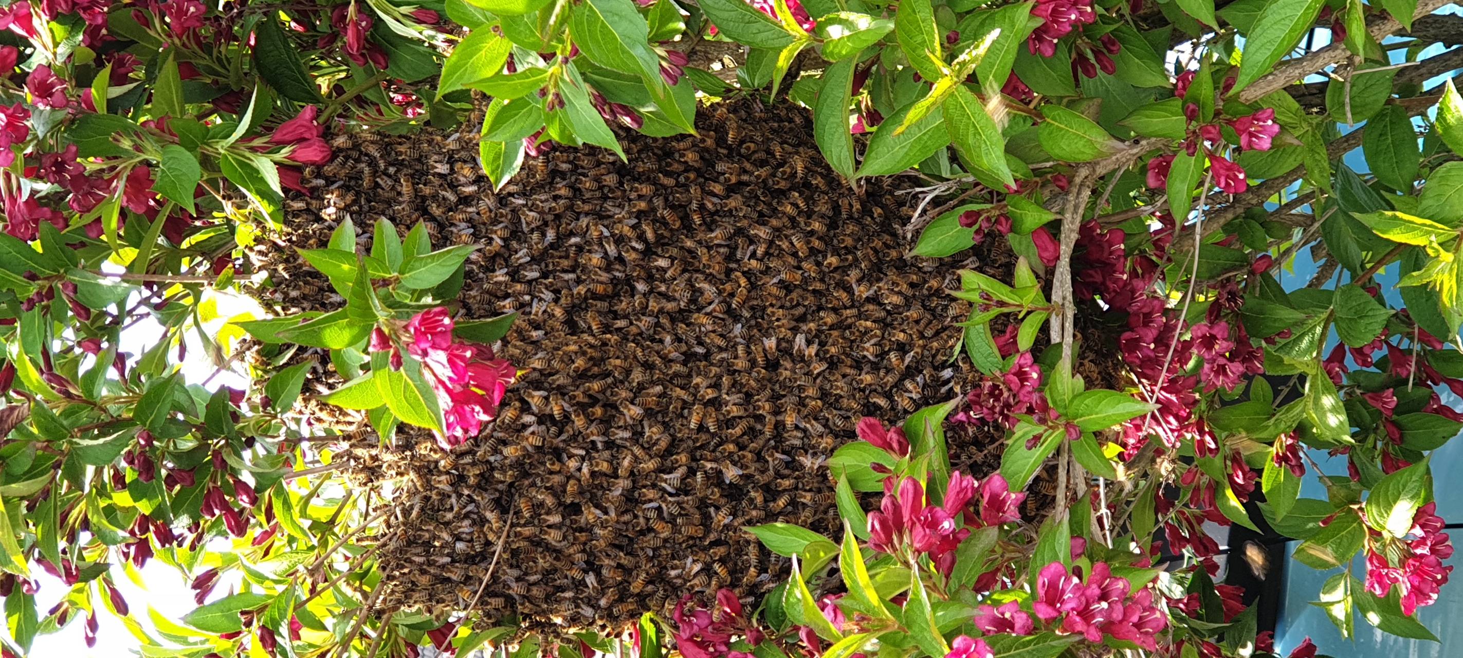 Bienen-Nest: Mann traute sich nicht raus