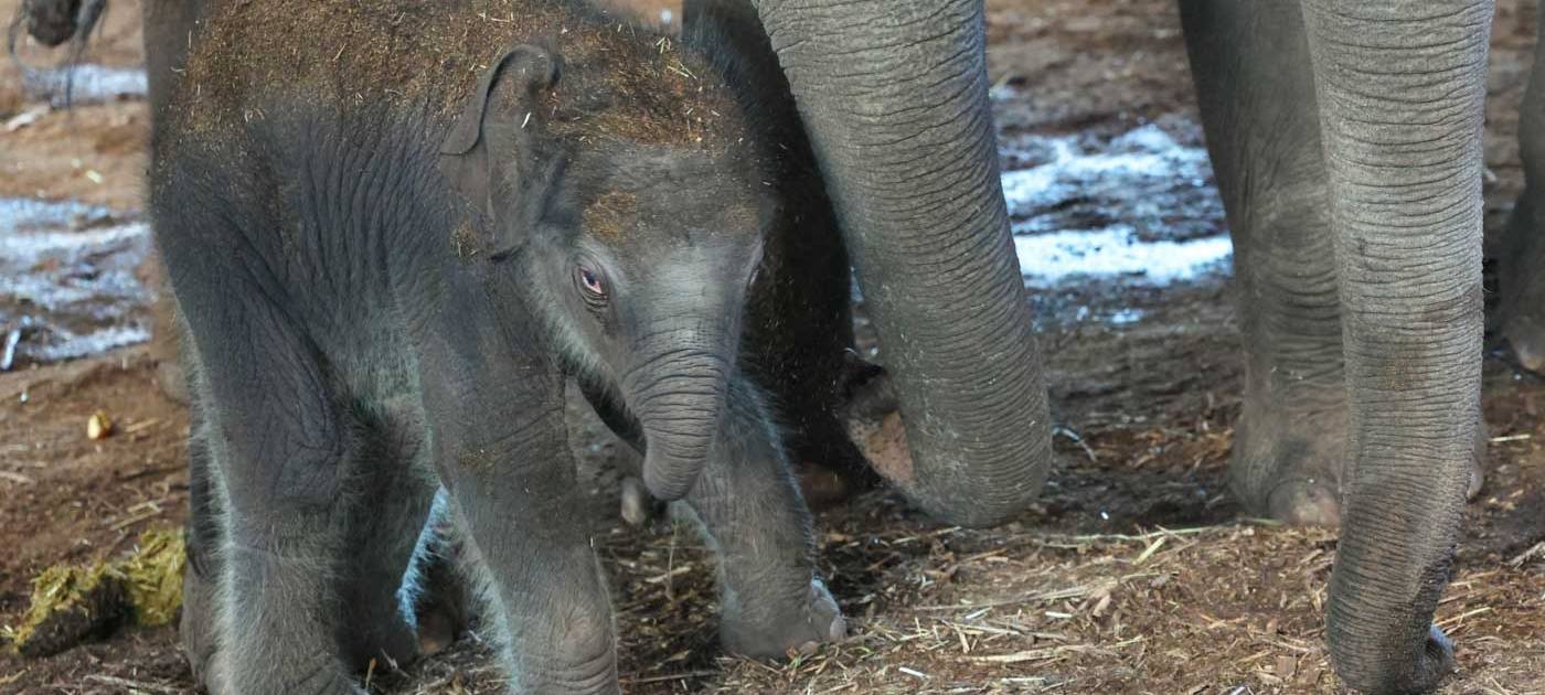 Wie süß! Elefantenbaby im Kölner Zoo geboren