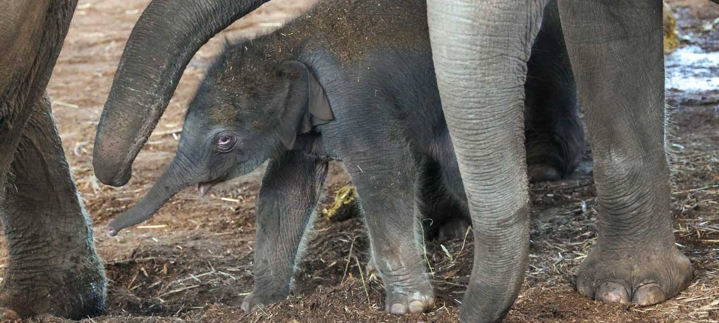 Wie süß! Elefantenbaby im Kölner Zoo geboren