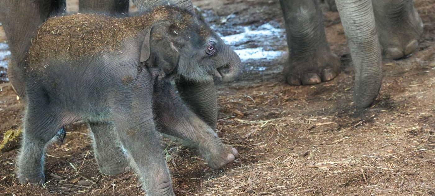 Wie süß! Elefantenbaby im Kölner Zoo geboren