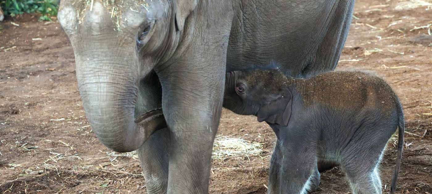 Wie süß! Elefantenbaby im Kölner Zoo geboren