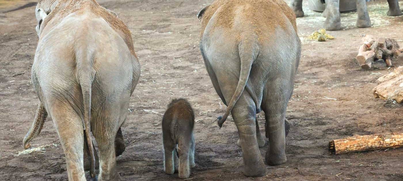 Wie süß! Elefantenbaby im Kölner Zoo geboren