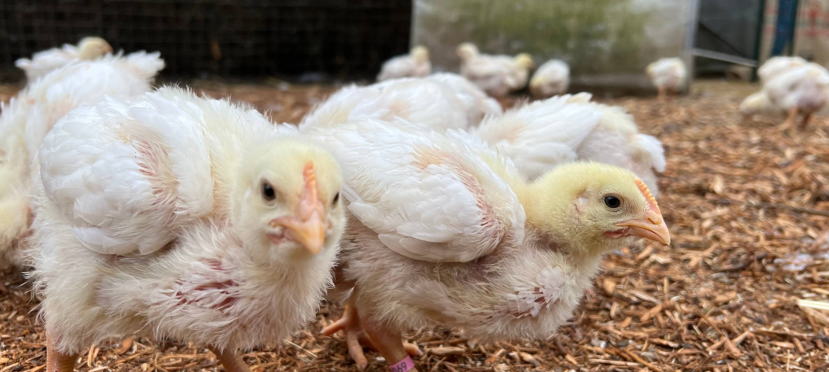 Bergheim: Tierschützer retten 144 ausgesetzte Küken
