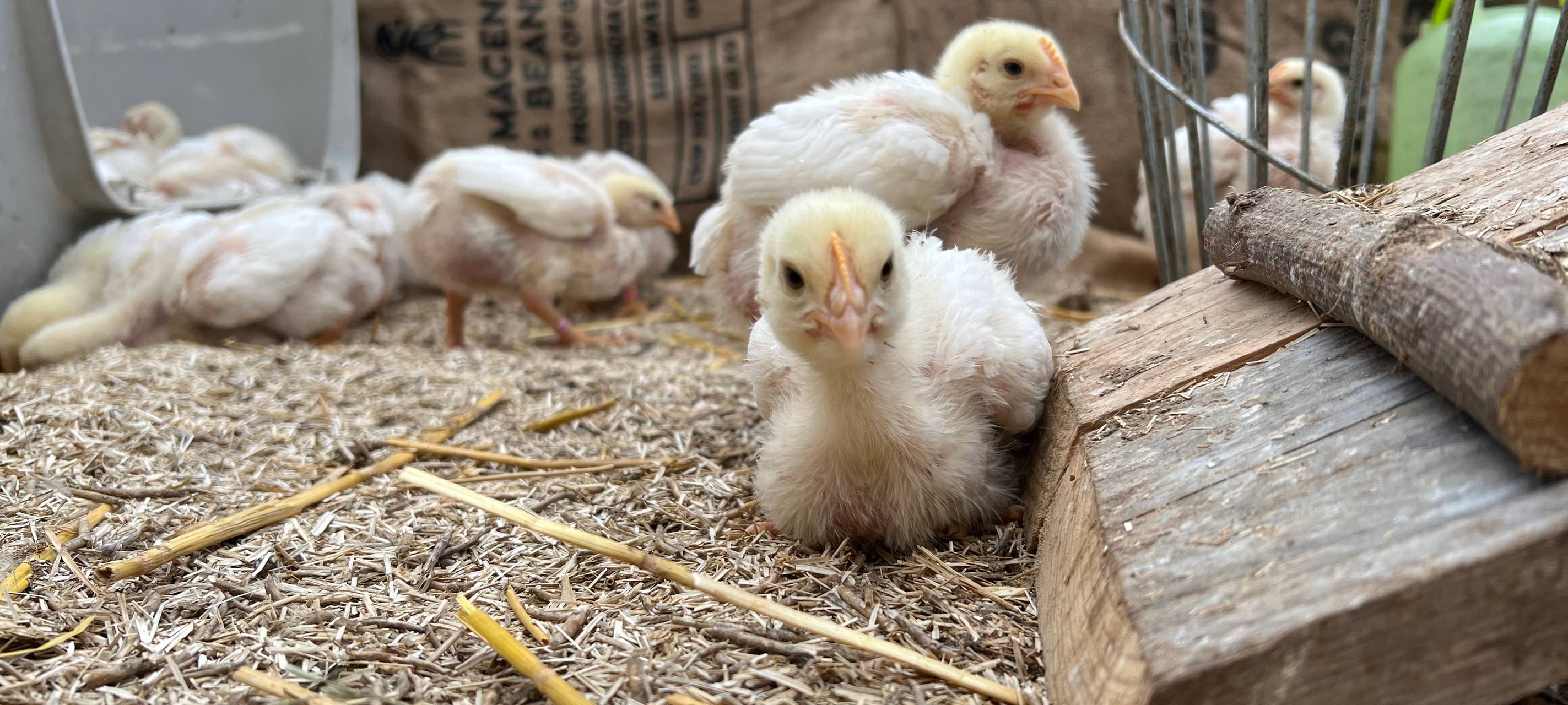 Bergheim: Tierschützer retten 144 ausgesetzte Küken
