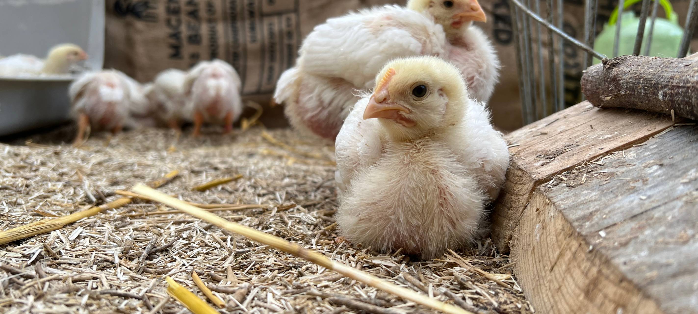 Bergheim: Tierschützer retten 144 ausgesetzte Küken