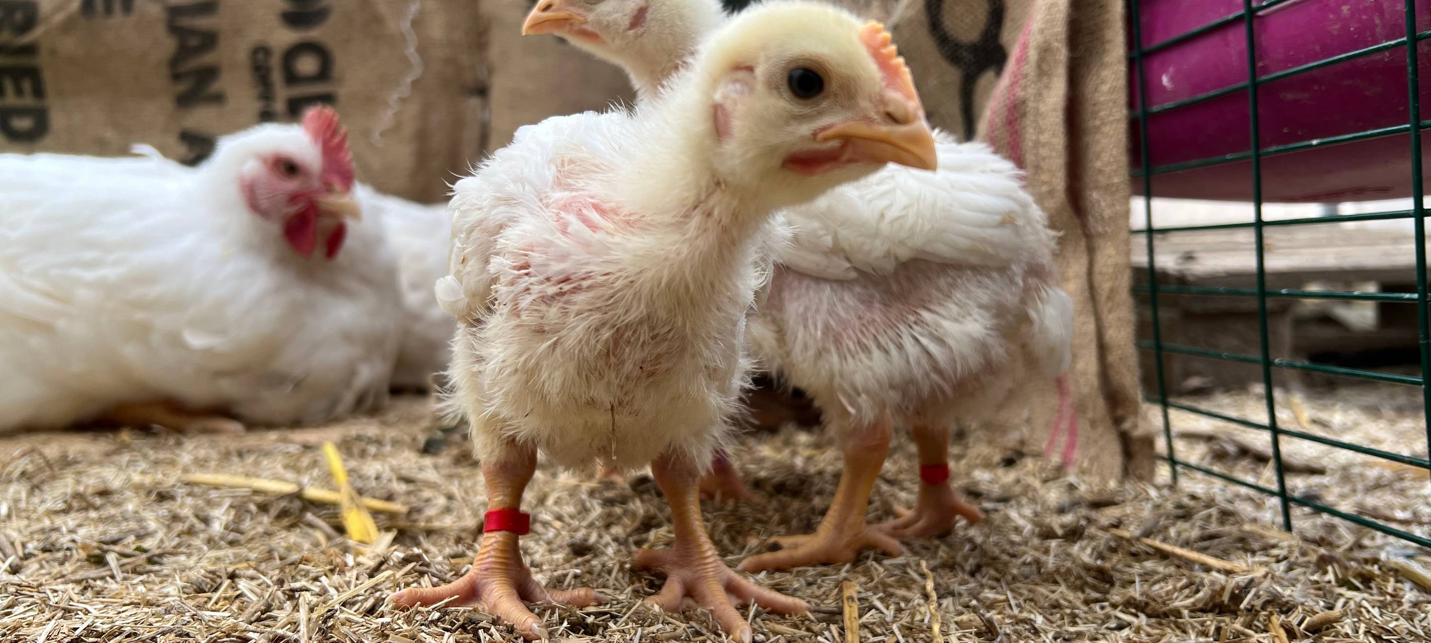 Bergheim: Tierschützer retten 144 ausgesetzte Küken