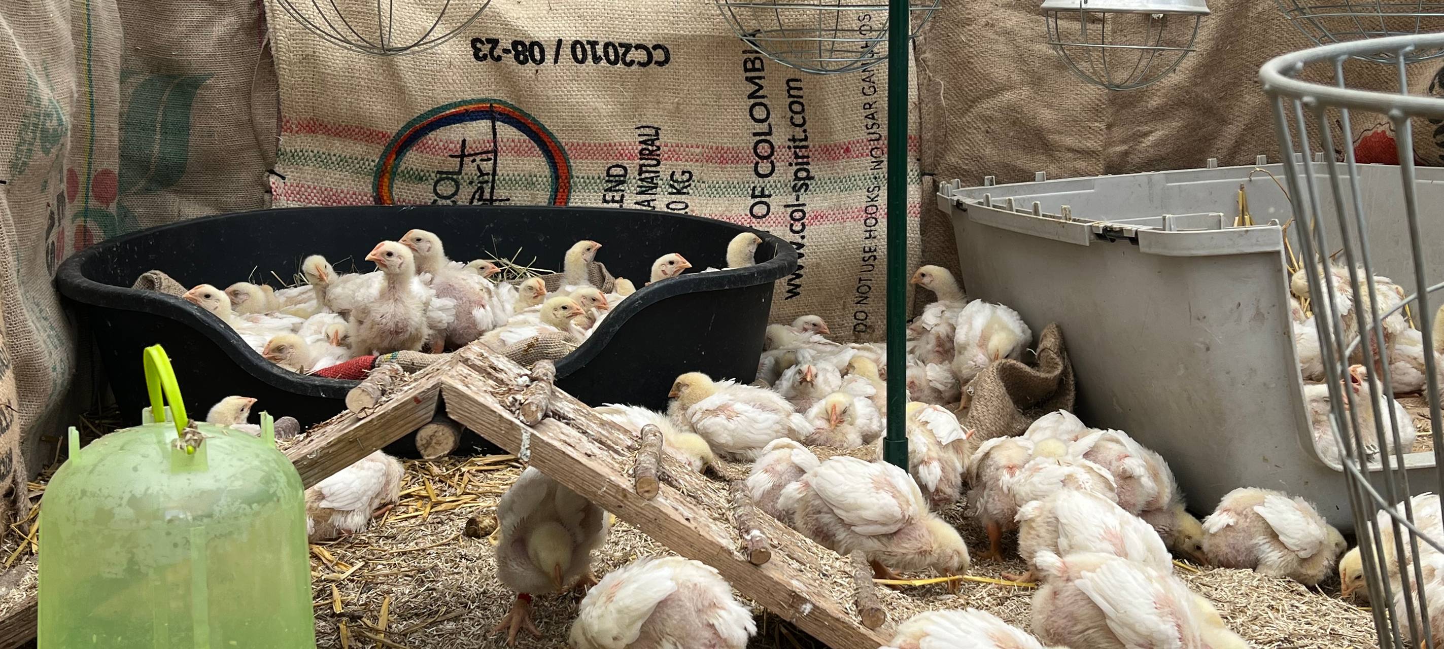 Bergheim: Tierschützer retten 144 ausgesetzte Küken