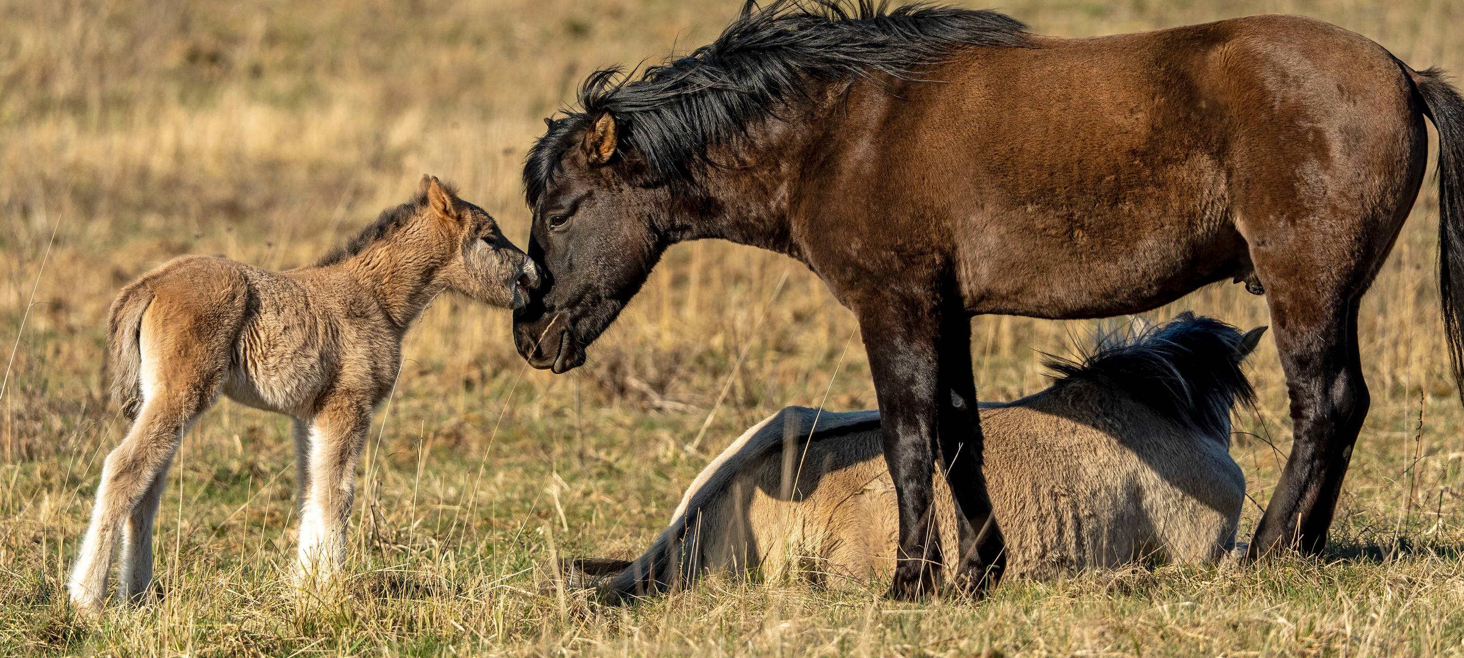 Elsdorf: Wolf keine Gefahr für Wildpferde auf Sophienhöhe