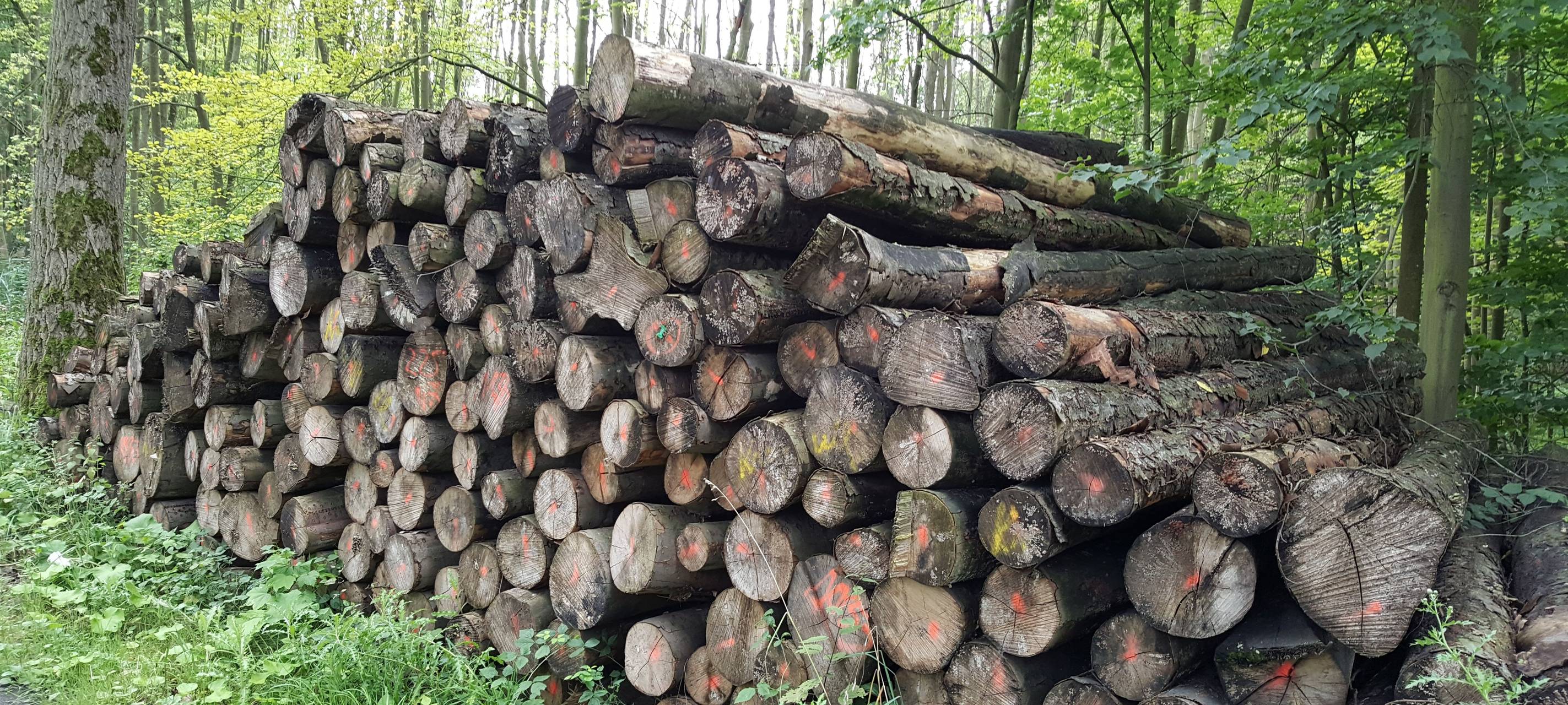 Waldarbeiten in Brühl: Wege am Nordfriedhof gesperrt