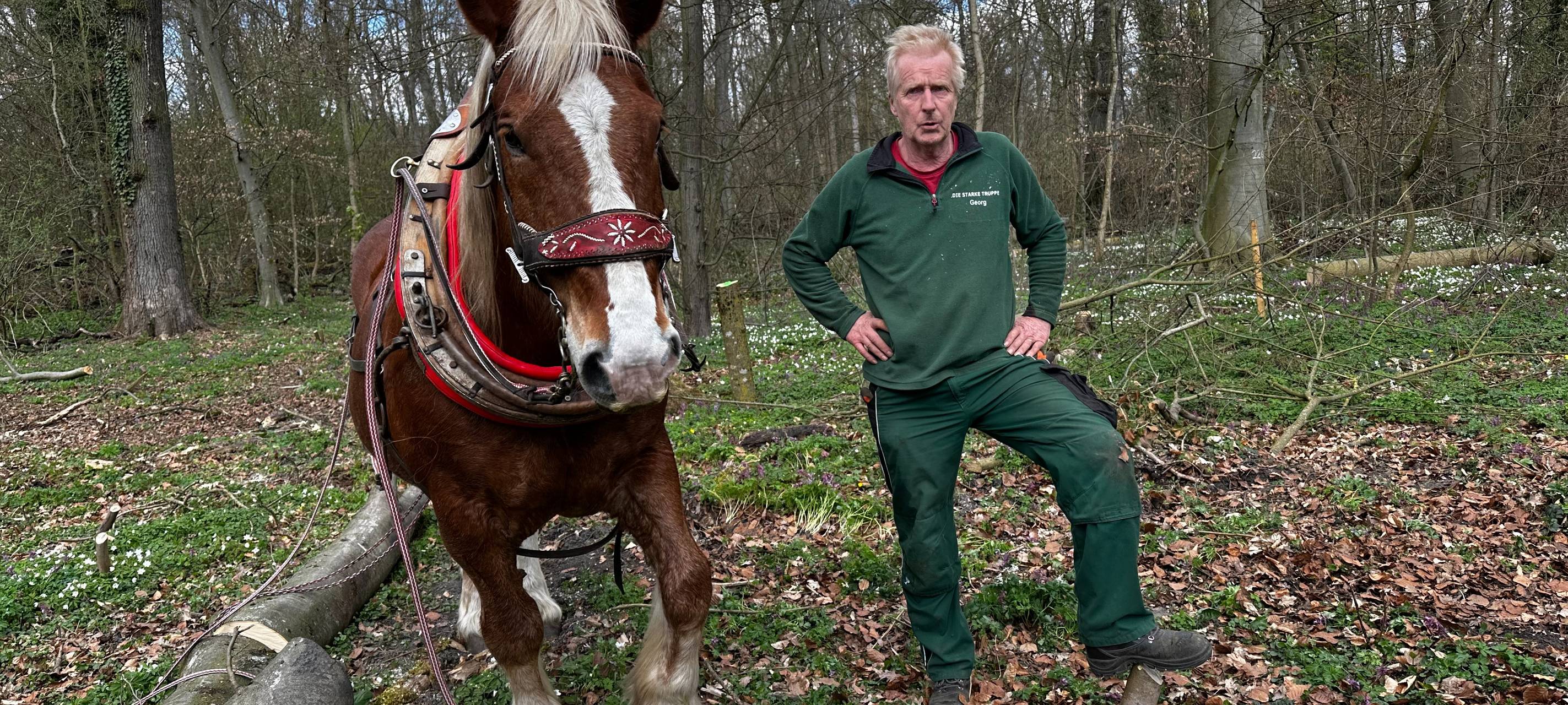 Rückepferd unterstützt Waldpflege im Brühler Schlosspark