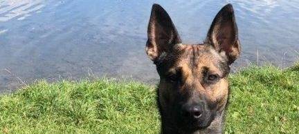 Kölner Polizeihund schnappt Einbrecher