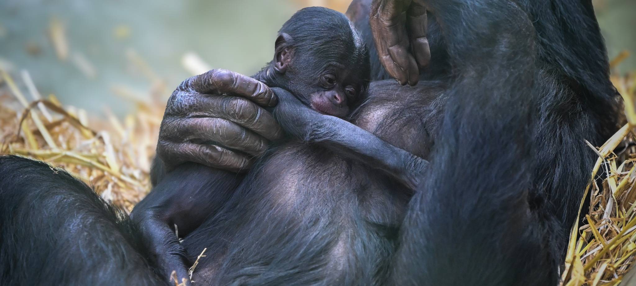 Mama Malaika mit Baby Milumbe im Kölner Zoo
