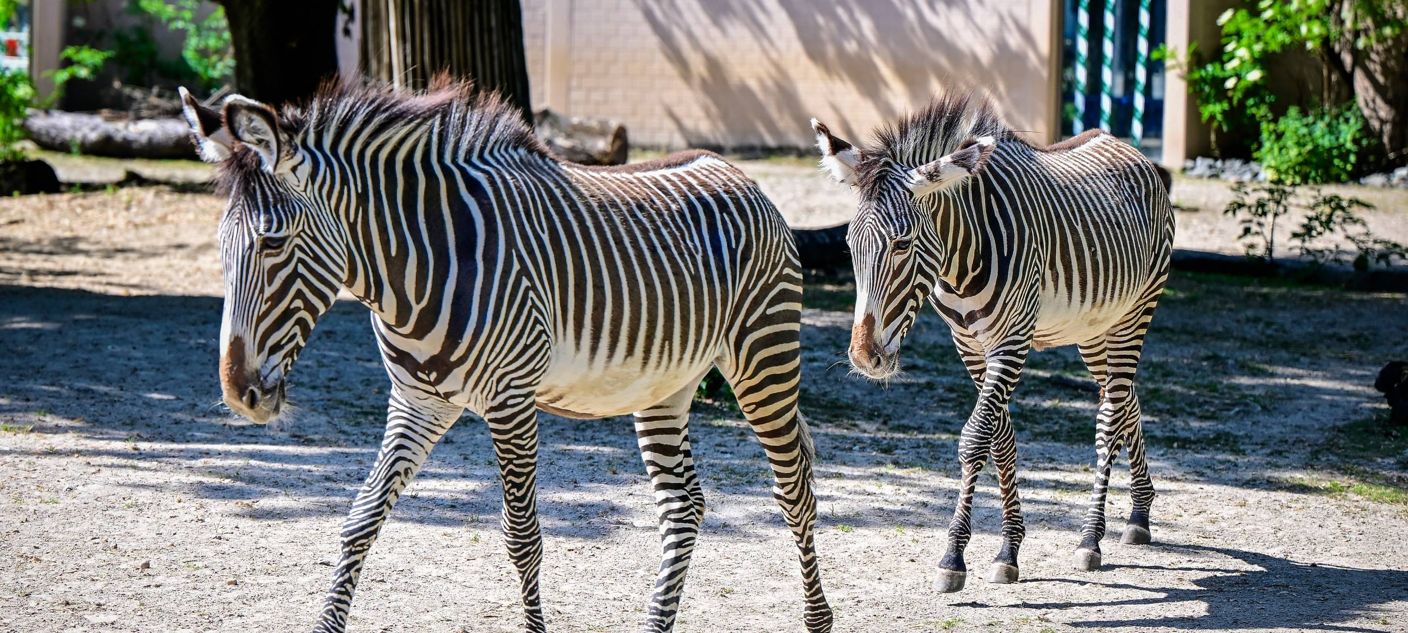 Zwei Grévy-Zebras im Kölner Zoo