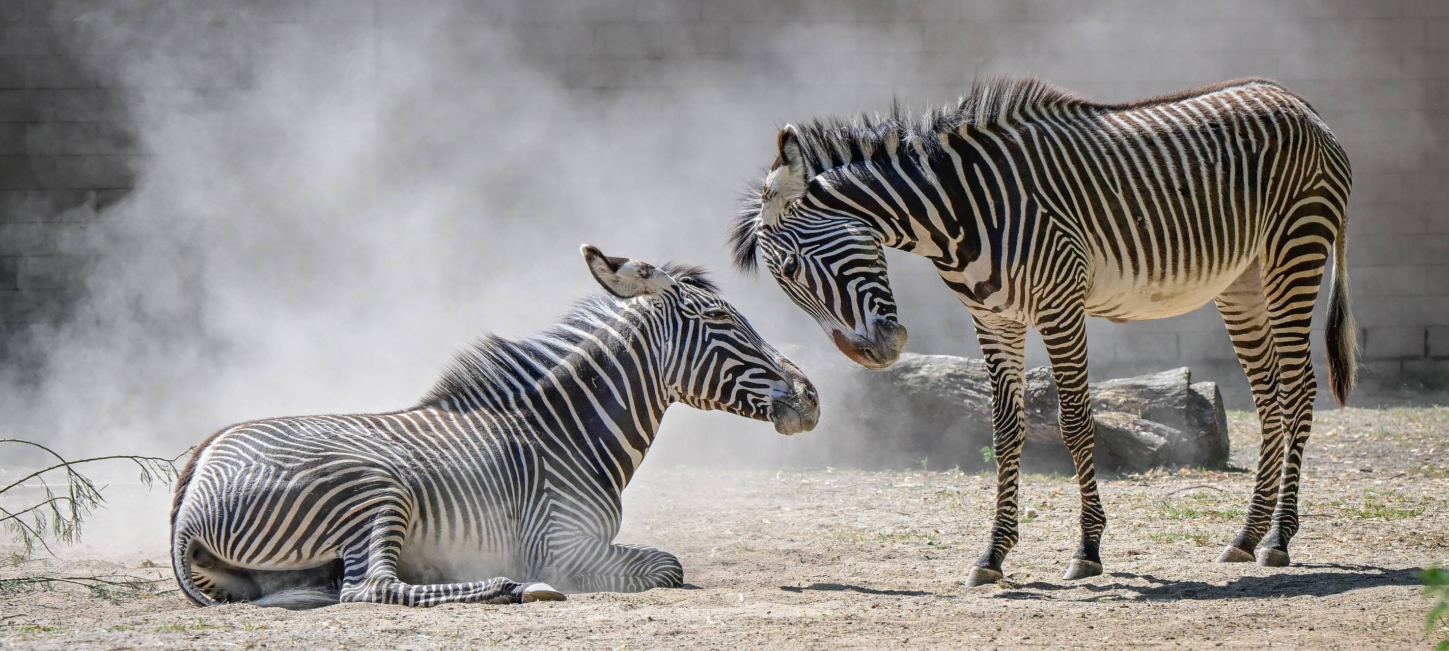 Zwei Grévy-Zebras im Kölner Zoo