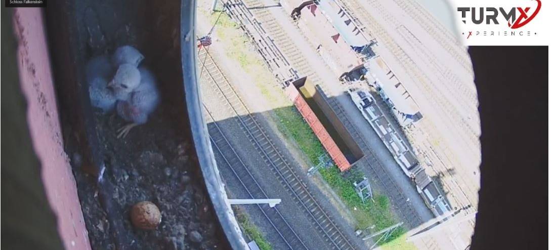 Turmfalken nisten in Brühler Kletterturm