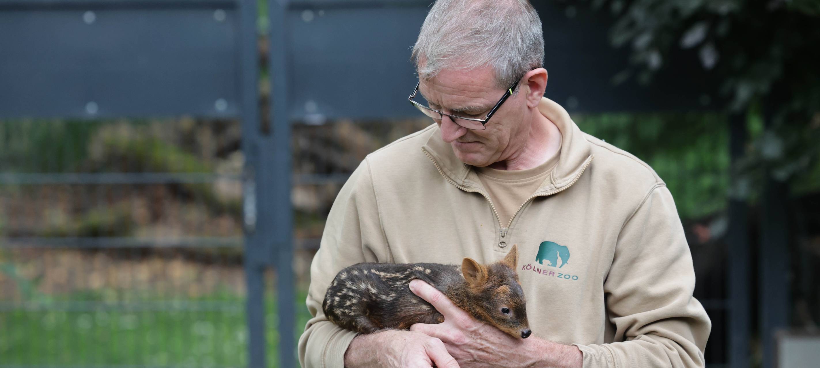 So klein ist der frisch geborene Pudu