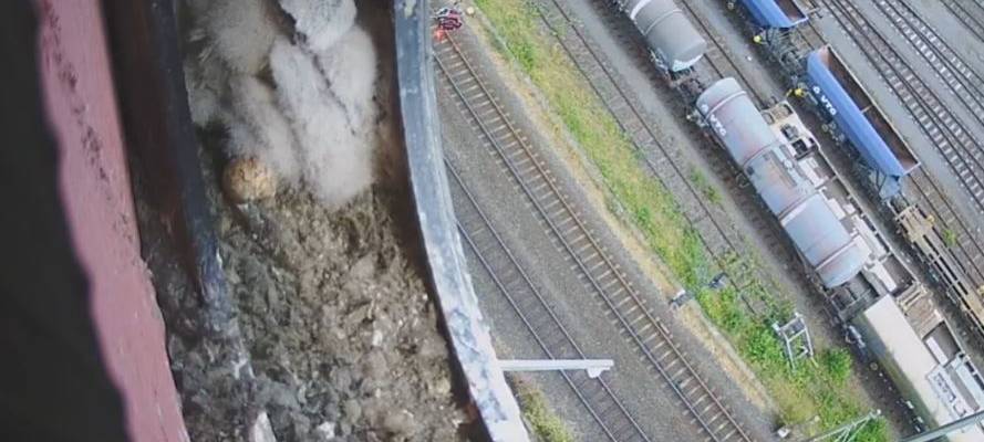 Turmfalken nisten in Brühler Kletterturm