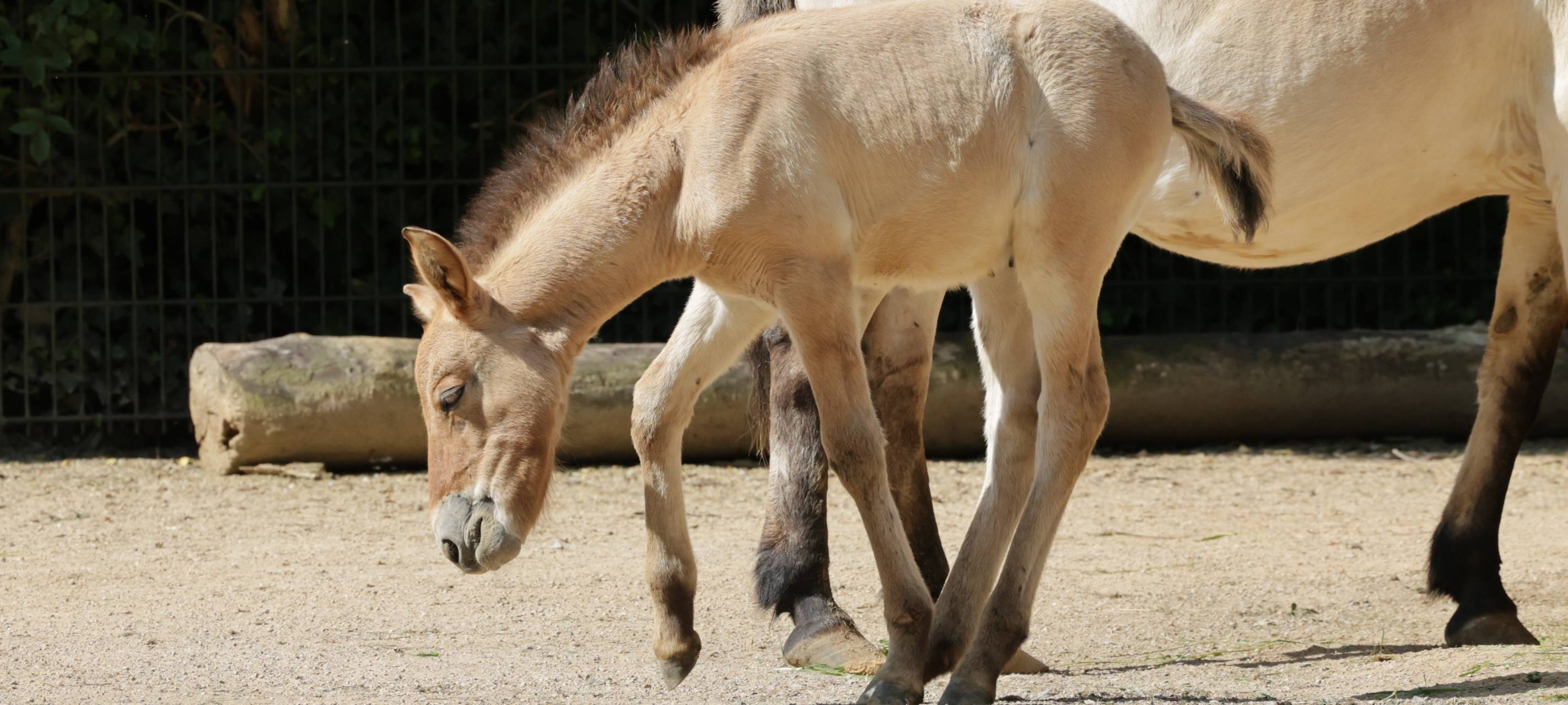 Seltene Przewalski-Fohlen in Kölner Zoo geboren