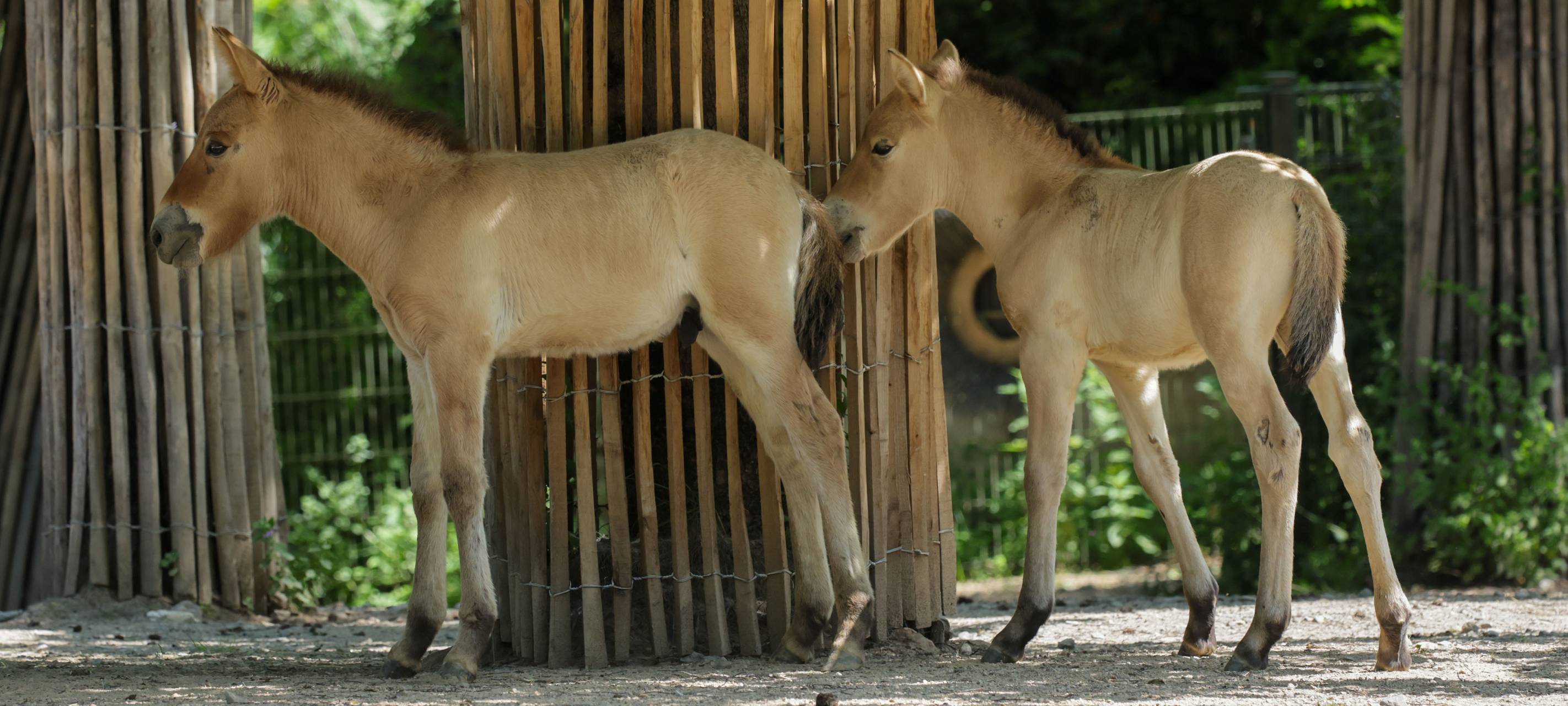 Seltene Przewalski-Fohlen in Kölner Zoo geboren