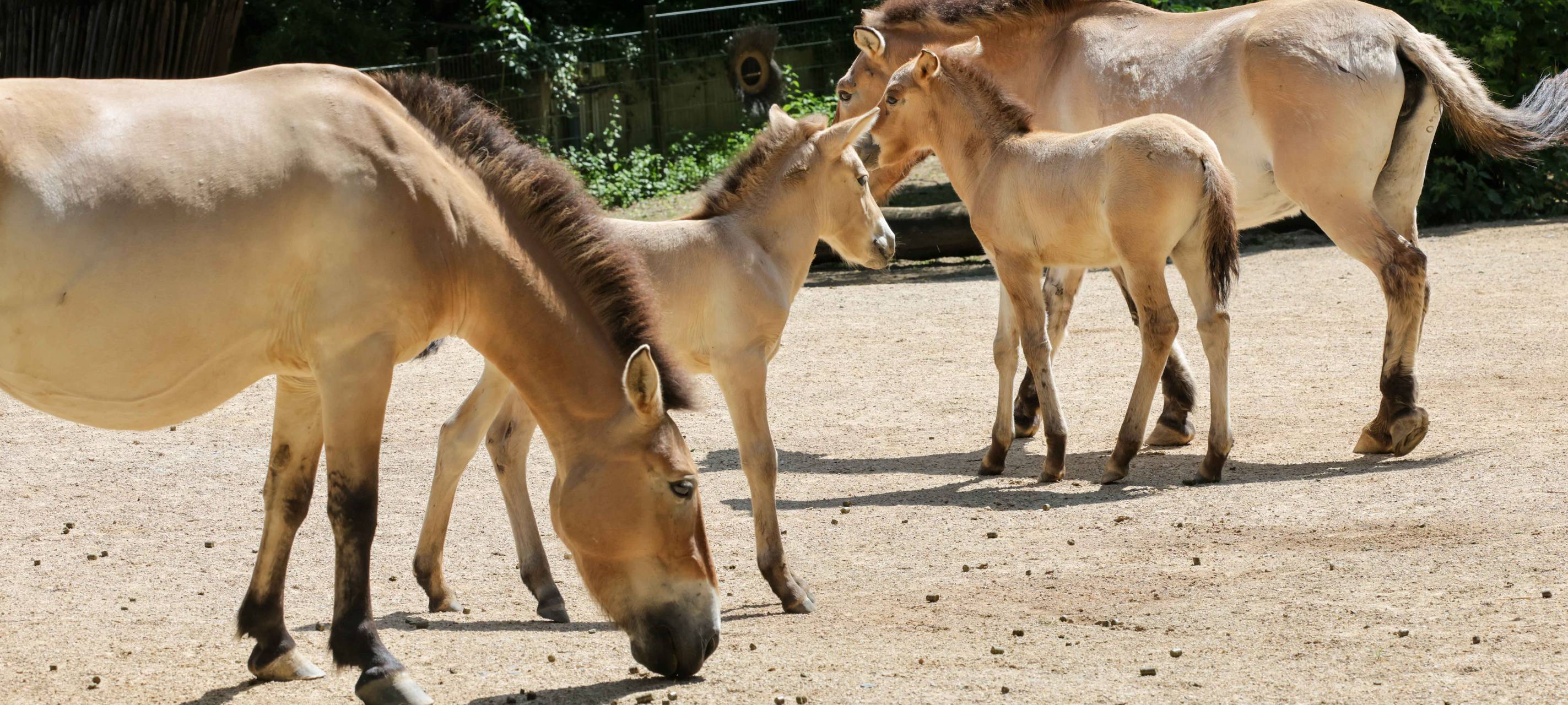 Seltene Przewalski-Fohlen in Kölner Zoo geboren