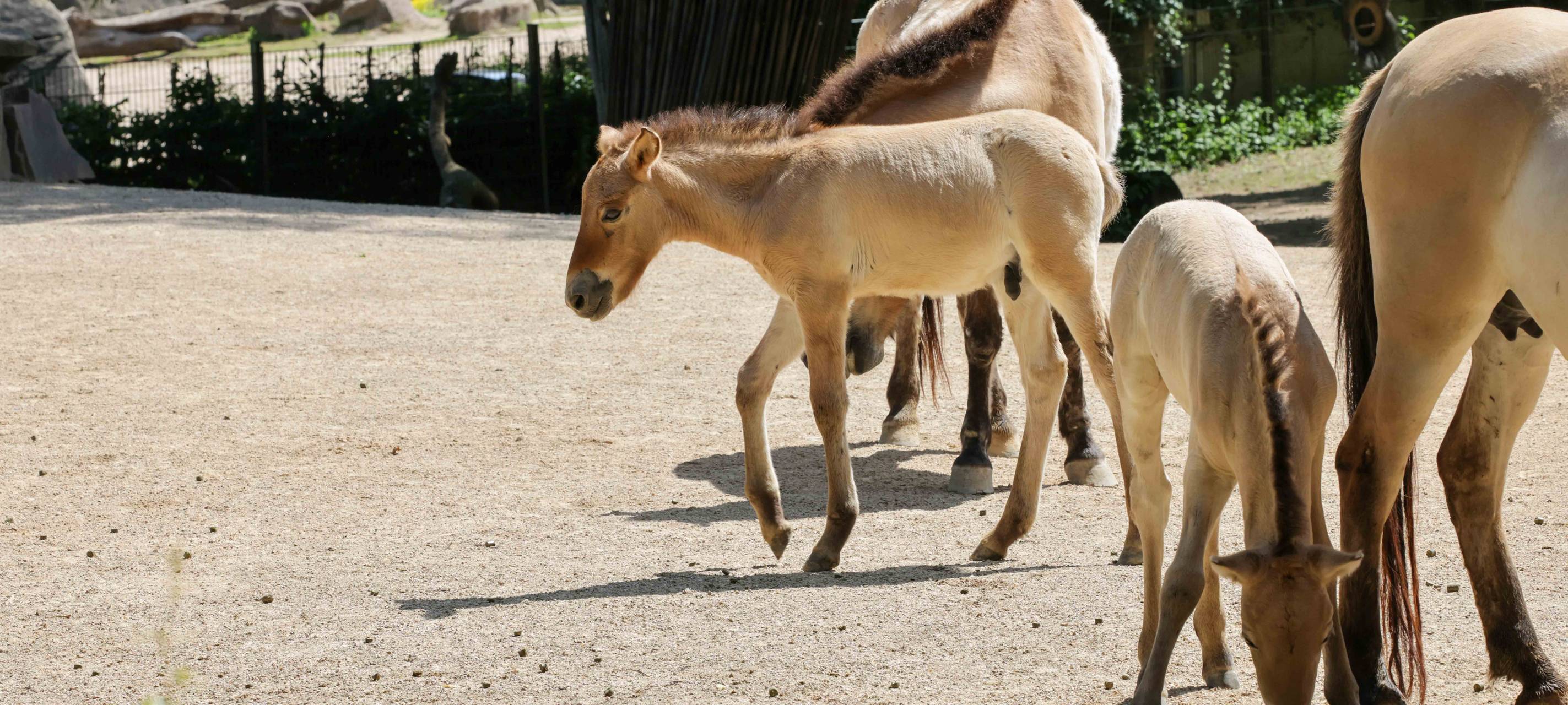 Seltene Przewalski-Fohlen in Kölner Zoo geboren