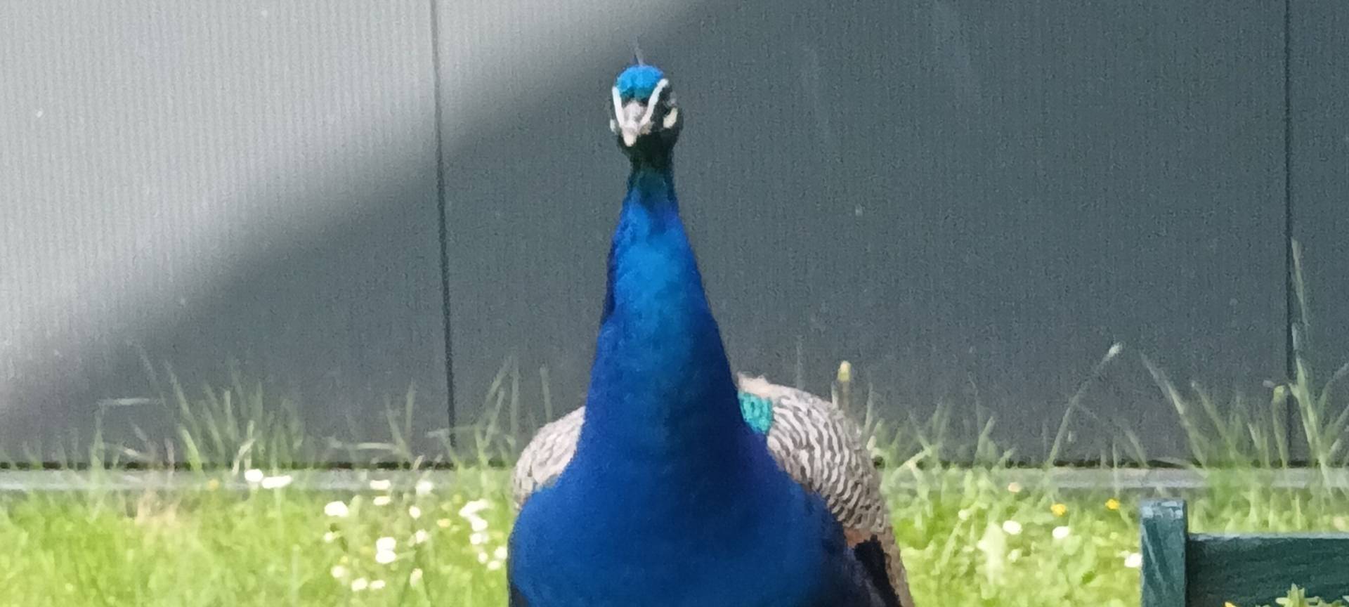 Wer vermisst einen Pfau in Bergheim?