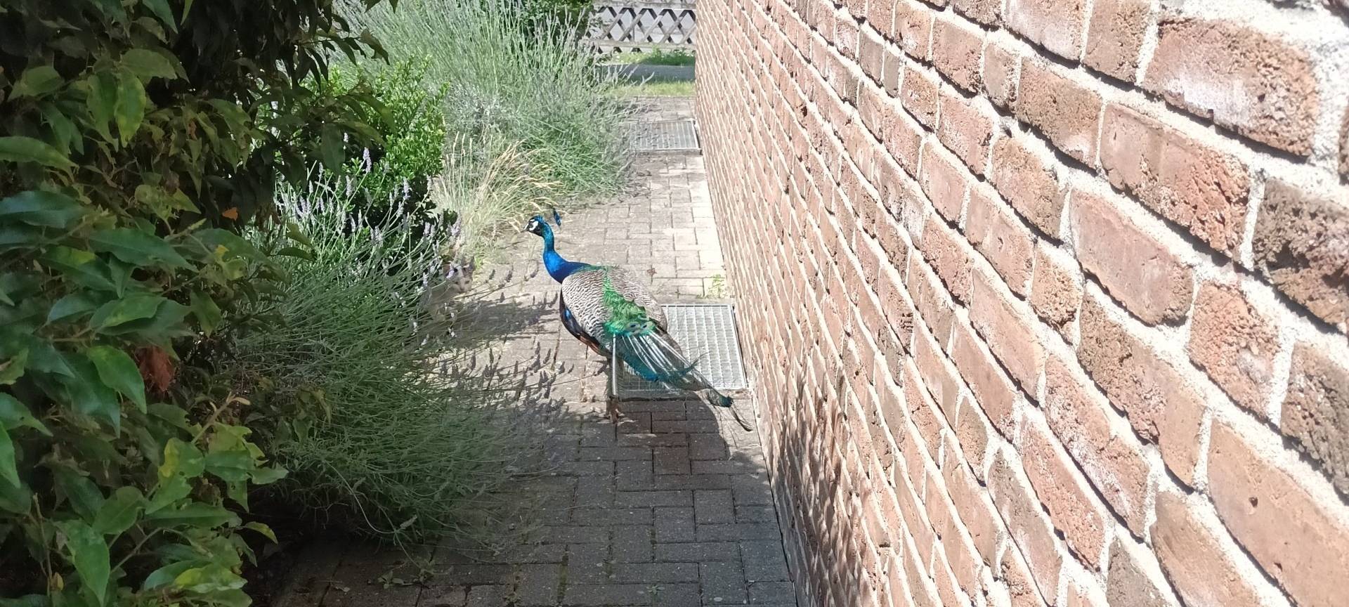 Wer vermisst einen Pfau in Bergheim?