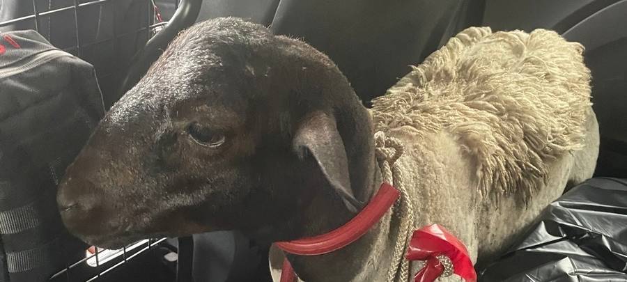 Schaf stoppt Verkehr auf der A1
