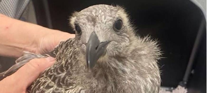 Seltener Gast im Bergheimer Tierheim: Möwe gestrandet