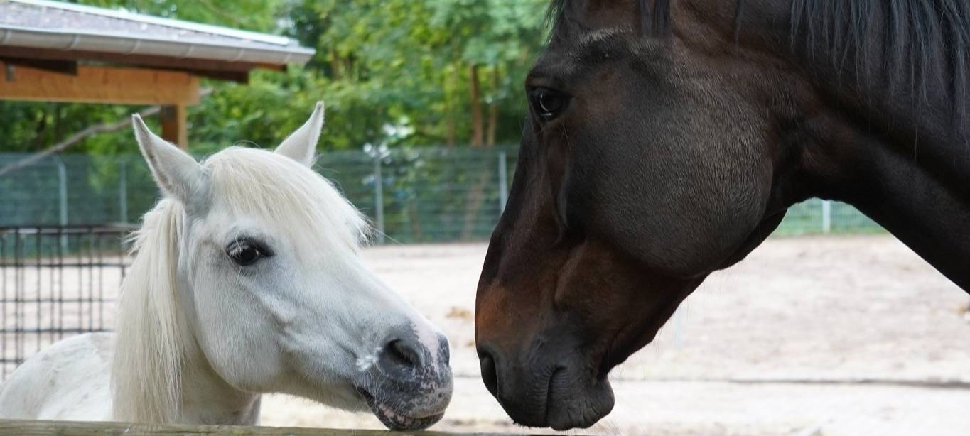 Frechen: Lina und Wellington sind umgezogen