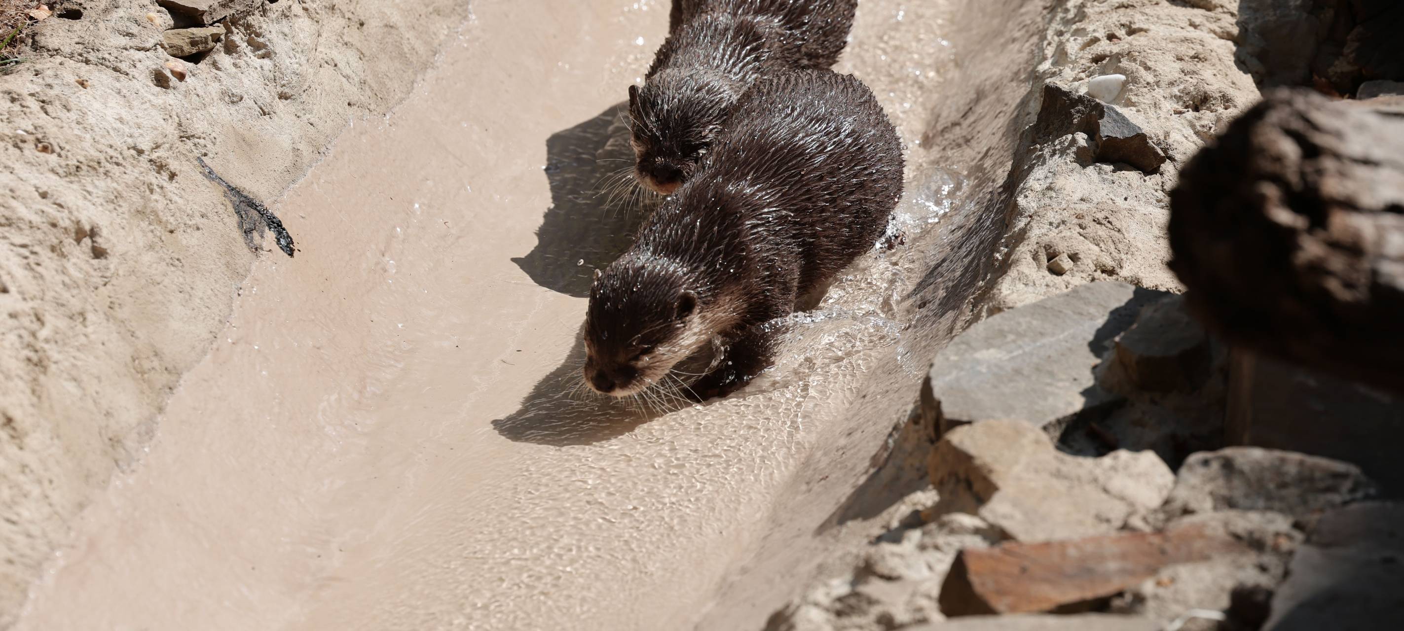Kölner Zoo eröffnet neue Känguru- und Zwergotter-Anlagen