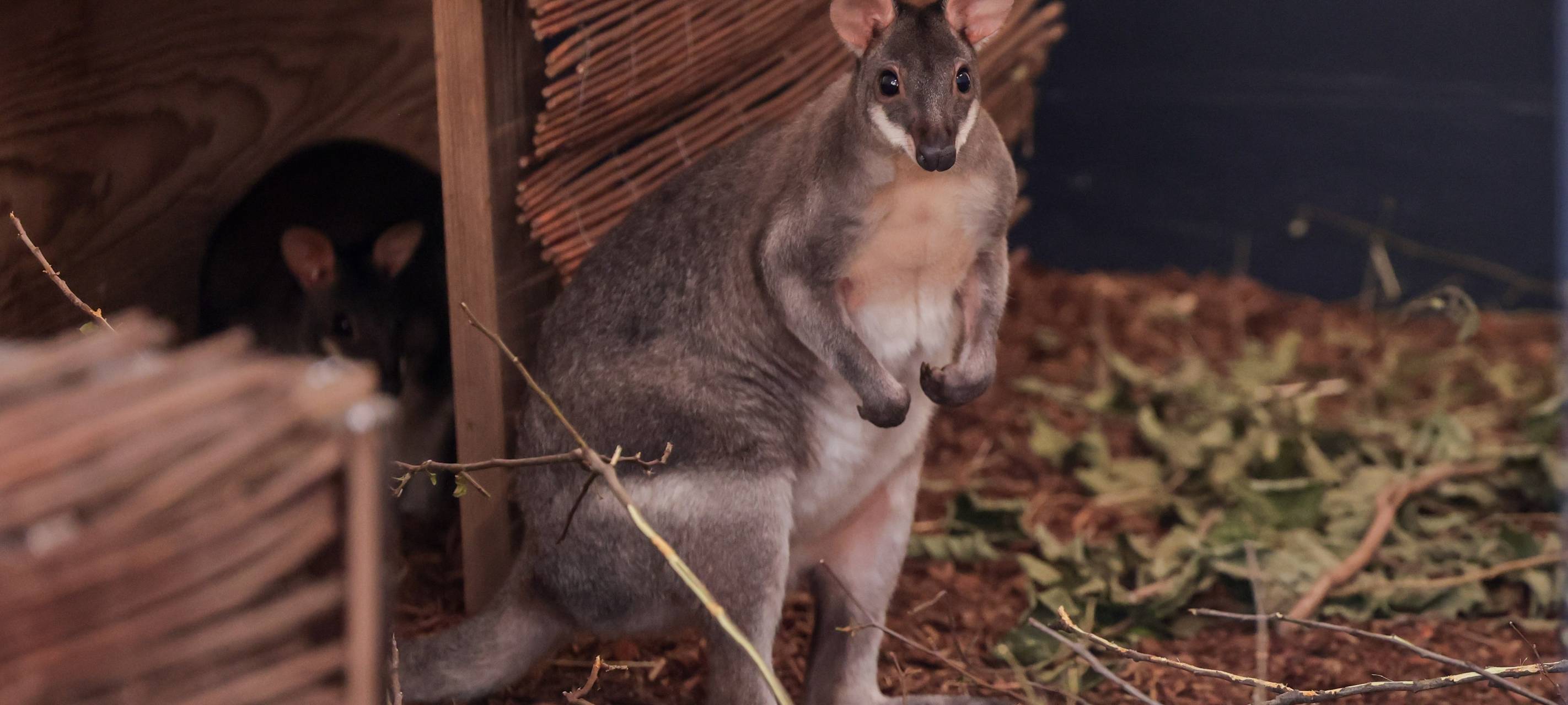 Kölner Zoo eröffnet neue Känguru- und Zwergotter-Anlagen
