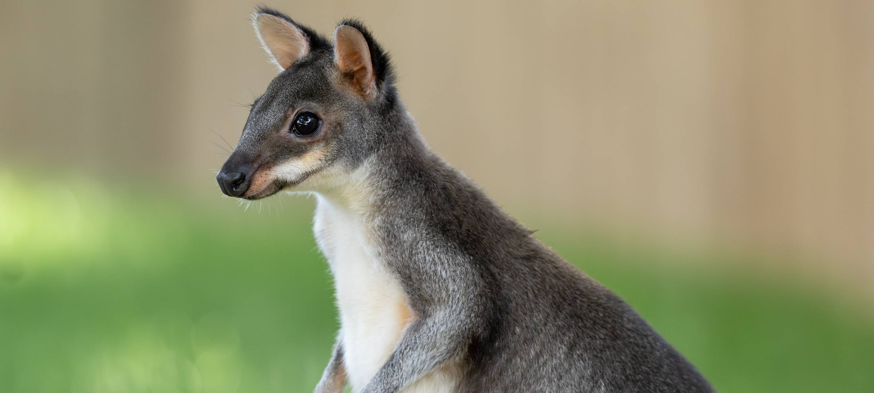 Zwei neue Kängurus im Kölner Zoo