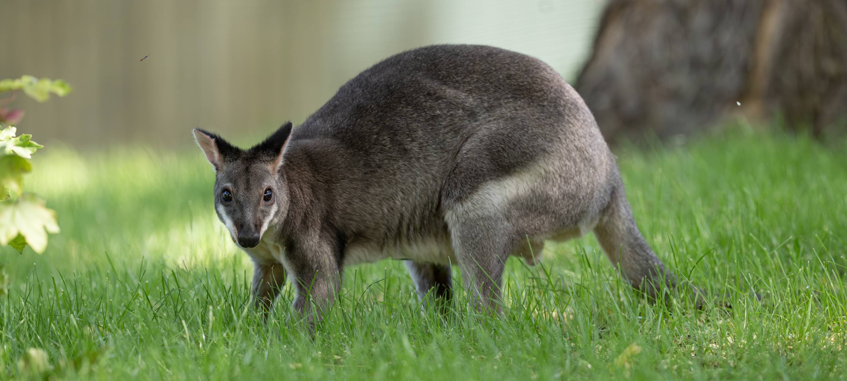 Zwei neue Kängurus im Kölner Zoo