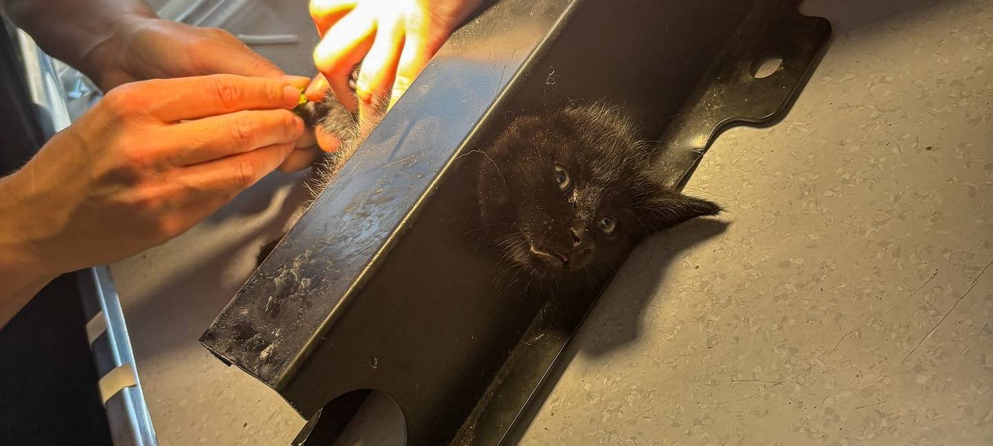 Kölner Feuerwehr rettet eingeklemmte Katze
