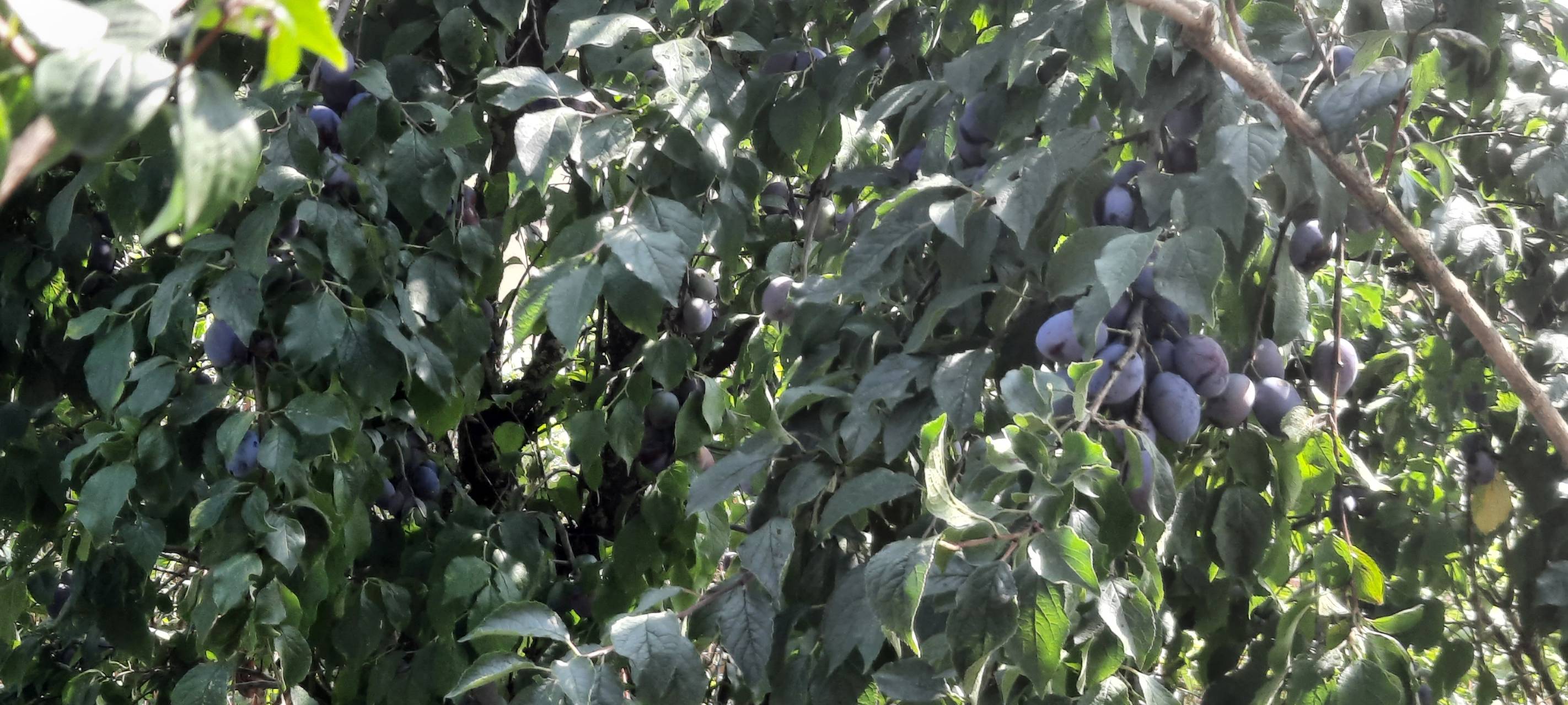 Frechen verschenkt Obstbäume für mehr Vielfalt