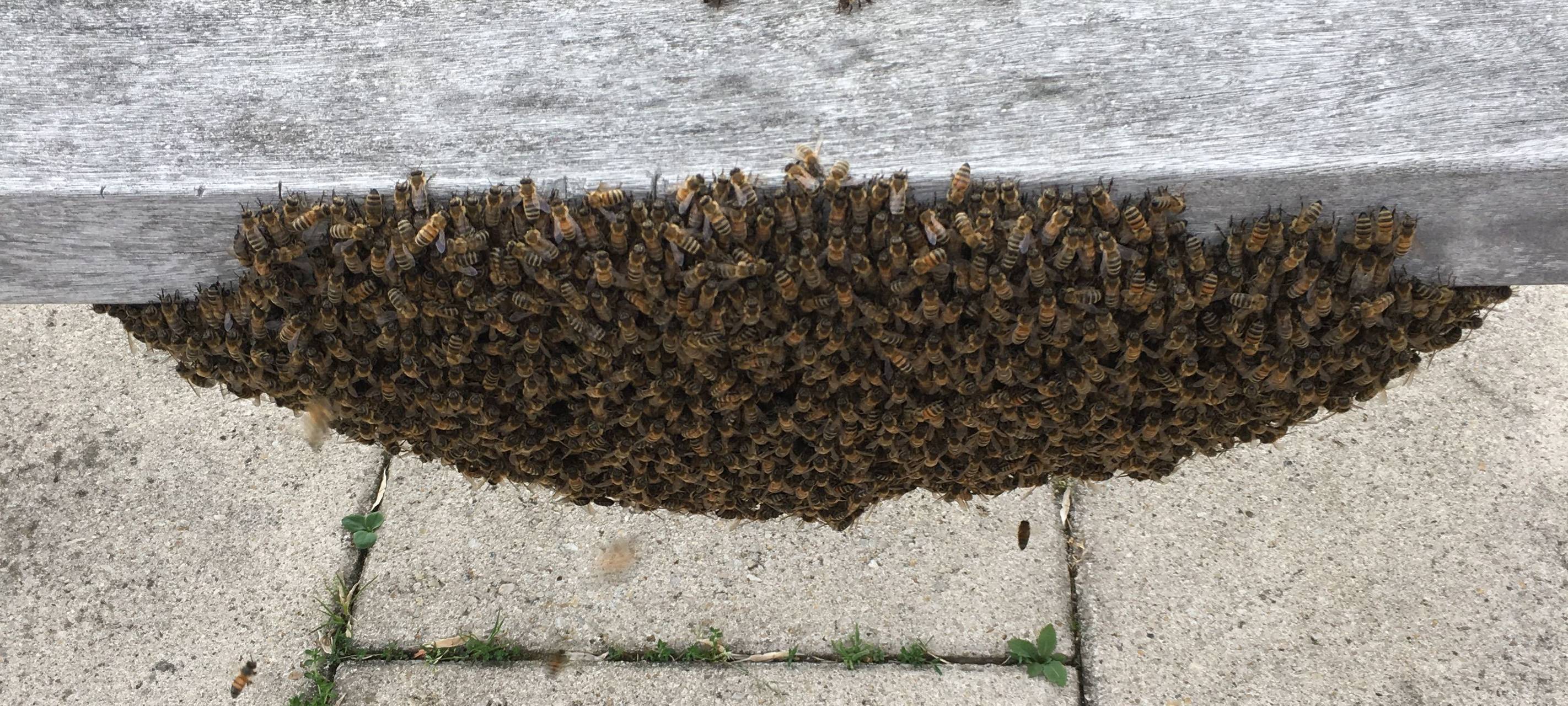 Bienenvolk in der Nähe - Was tun?