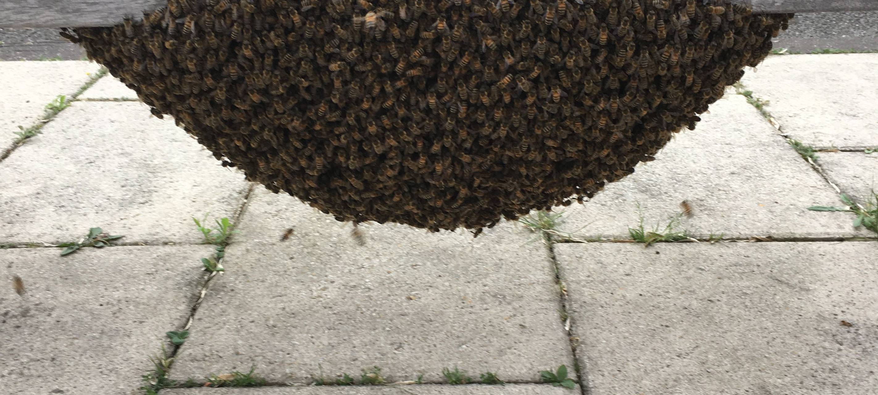 Bienenvolk in der Nähe - Was tun?