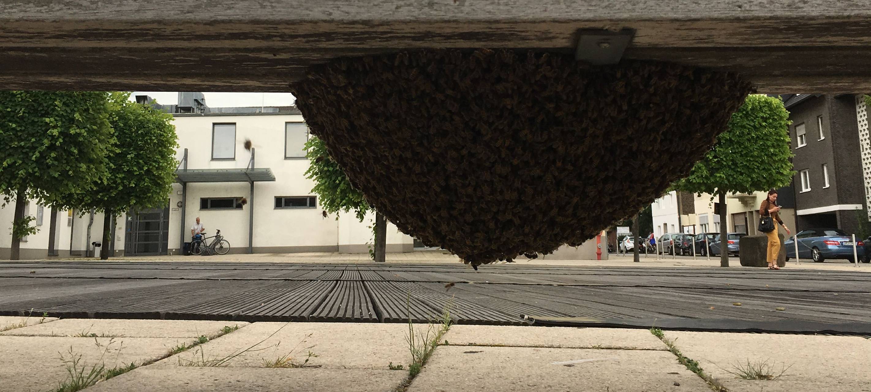 Bienenvolk in der Nähe - Was tun?
