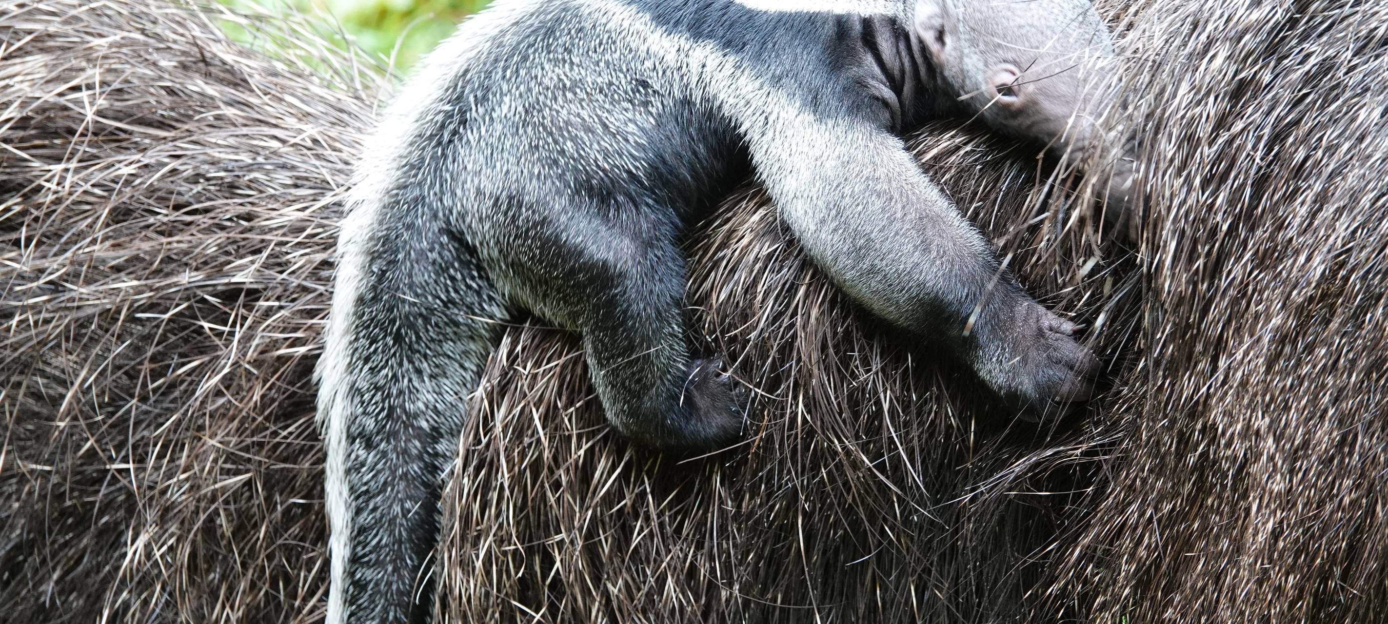 Kölner Zoo: Namenswahl für Ameisenbär-Nachwuchs