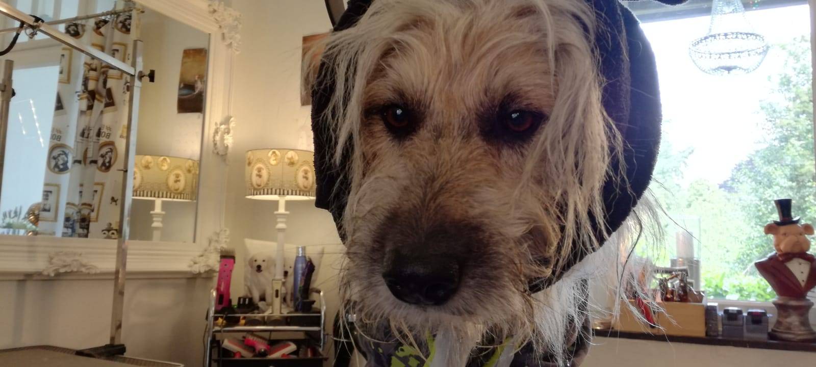 Hundesalon bietet "besten Job der Welt"