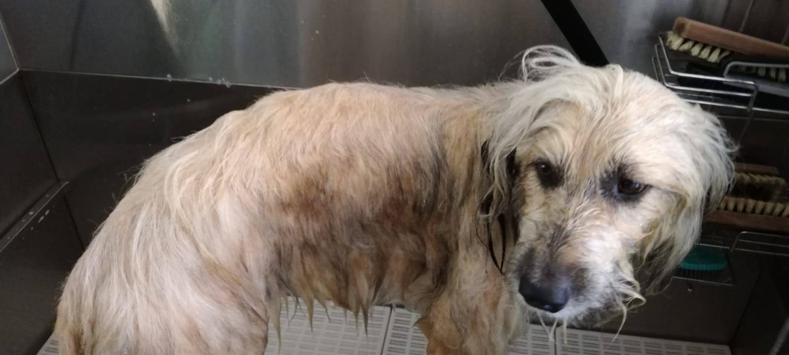 Hundesalon bietet "besten Job der Welt"